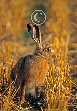 Brown Hare DM1162